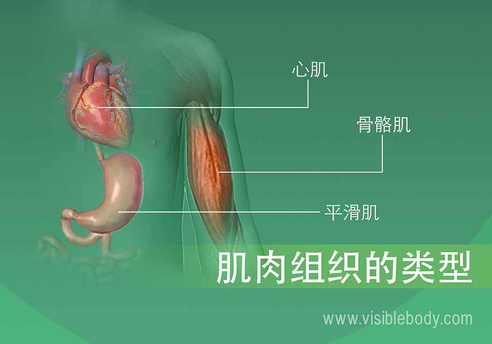 2B-肌组织类型